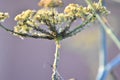 Inflorescence of a Darkleaf Fennel \'Atropurpureum\' with aphids
