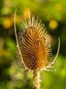 A faded inflorescence of a teasel (Dipsacus