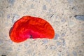 a faded leaf of a red poppie flat lay on a natural ground