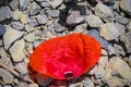 a faded leaf of a red poppie flat lay on a natural ground