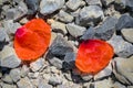 a faded leaf of a red poppie flat lay on a natural ground