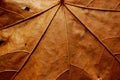 Faded leaf veins Royalty Free Stock Photo
