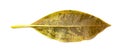 Faded leaf on white background