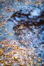 Faded leaves in a puddle on the dirty forest road. Autumn`s specific