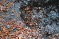 Faded leaves in a puddle on the dirty forest road. Autumn`s specific Royalty Free Stock Photo