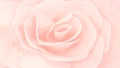 Faded orange color rose background