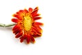 Faded orange gerbera on a white background, isolated.