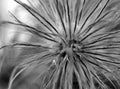 Faded pasqueflower BW Royalty Free Stock Photo