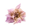 Faded pink peony or paeonia lactiflora on white