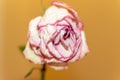 Faded pink and white rose close-up Royalty Free Stock Photo