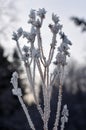 Faded plant covered in ice crystals