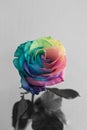 Faded rainbow rose flower symbolize depression or unhappy love or unhappiness.