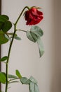 Faded red rose flower on gray background. Old rose flower with leaves isolated. Sad love background. Death and sadness concept. Royalty Free Stock Photo