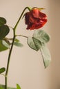 Faded red rose flower on gray background. Old rose flower with leaves . Sad love background. Death and sadness concept.
