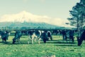 Faded retro effect rural image black and white dairy cattle in f