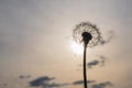 A faded ripe dandelion flower against a gray-golden evening sky.