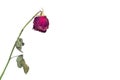 A faded rose flower on a white background concept of fading feelings in love and impotence in men and frigidity in girls