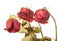 Faded rose isolated on white Royalty Free Stock Photo