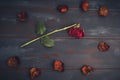 faded rose stretched out on a background of dark gray wood. the red faded petals are scattered, the party is over anti valentine. Royalty Free Stock Photo