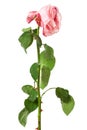 Faded rose on a white background