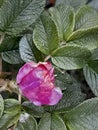 Faded rosehip flower