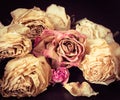 Faded roses Royalty Free Stock Photo