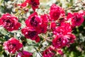 Faded roses in the garden.