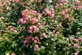 Faded roses in the garden.