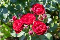 Faded roses in the garden