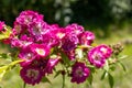 Faded roses in the garden.