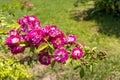 Faded roses in the garden