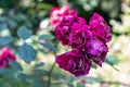 Faded roses in the garden.