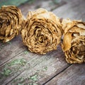 Faded roses on an old painted wooden background Royalty Free Stock Photo