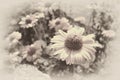 faded sepia background of daisies Royalty Free Stock Photo