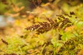 Faded Sorbaria sorbifolia in the autumn garden. Selective focus. Shallow depth of field