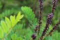 Inflorescences of Amorpha plant among green leaves