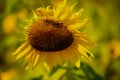 Faded sunflower in the field Royalty Free Stock Photo