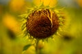 Faded sunflower in the field, nature Royalty Free Stock Photo