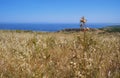 Faded thistle among the yellow grass on the high seashore. Sesimbra, Portugal