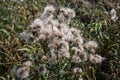 faded thistles with flying seeds Royalty Free Stock Photo