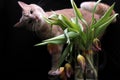 Faded tulips and curious red cat. A bouquet of faded tulips stands in a vase on a black background. Faded flowers