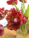 Faded tulips in a glass flower vase on an office table against a white wall close up Royalty Free Stock Photo
