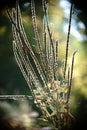 Faded Verbena Hastata