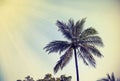 Faded vintage retro filtered palm background