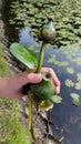 Faded water lilies in a child& x27;s hand from a pond in Chorzow, Poland.