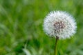 Faded white fluffy dandelion flower on background of green grass Royalty Free Stock Photo