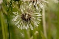 aded white fluffy dandelions wet after the rain bright colored floral background very close in good weather with sunlight on a sum Royalty Free Stock Photo