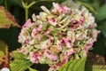 Faded white hydrangea flowers in the garden