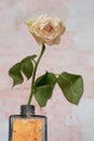 Faded white rose against grungy background