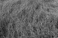 faded wild grass pattern in black and white